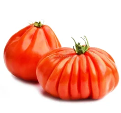 Semi di Pomodoro Costoluto Fiorentino Bio