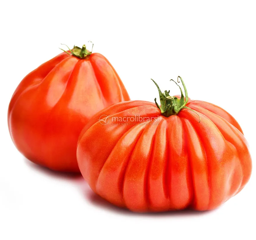 Semi di Pomodoro Costoluto Fiorentino Bio