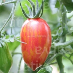 Semi di Pomodoro Dattero Bio - Pink Tiger