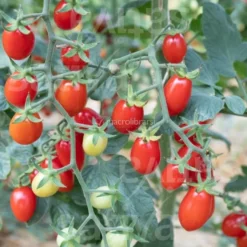 Semi di Pomodoro Dattero Bio - Pulcina