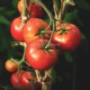 Semi di Pomodoro Homestead Bio