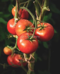 Semi di Pomodoro Homestead Bio