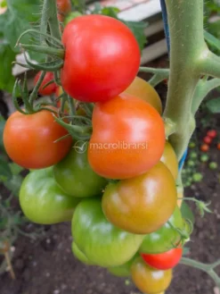 Semi di Pomodoro Homestead Bio