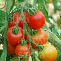 Semi di Pomodoro Matina - 25 Semi