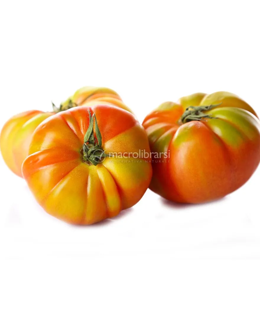 Semi di Pomodoro Pantano Romanesco