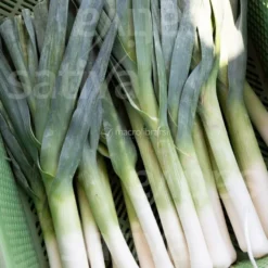 Semi di Porro Autunnale Bio - Hilari