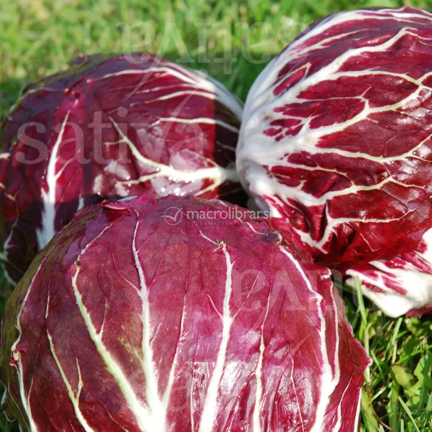 Semi di Radicchio Chioggia Zeus Tt
