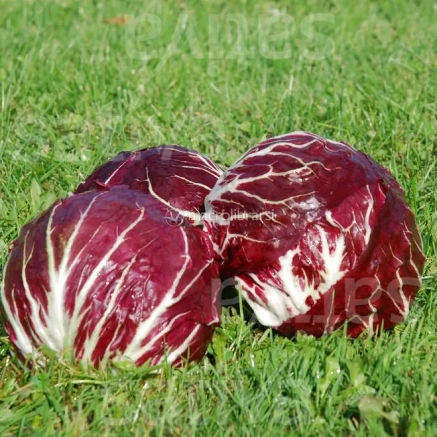 Semi di Radicchio Palla Rossa Bio - Chioggia