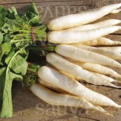 Semi di Rafano Daikon