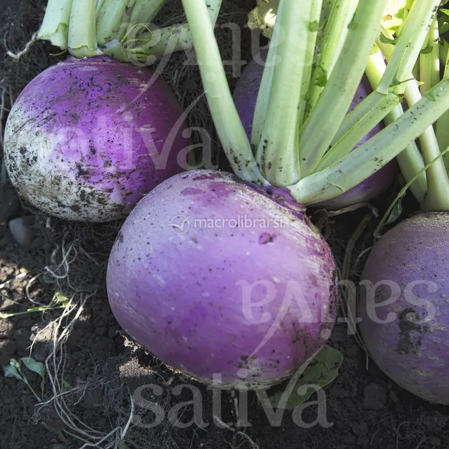 Semi di Rapa Tonda a Colletto Viola Navone