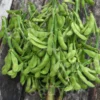 Semi di Soia Edamame Bio - Green Shell