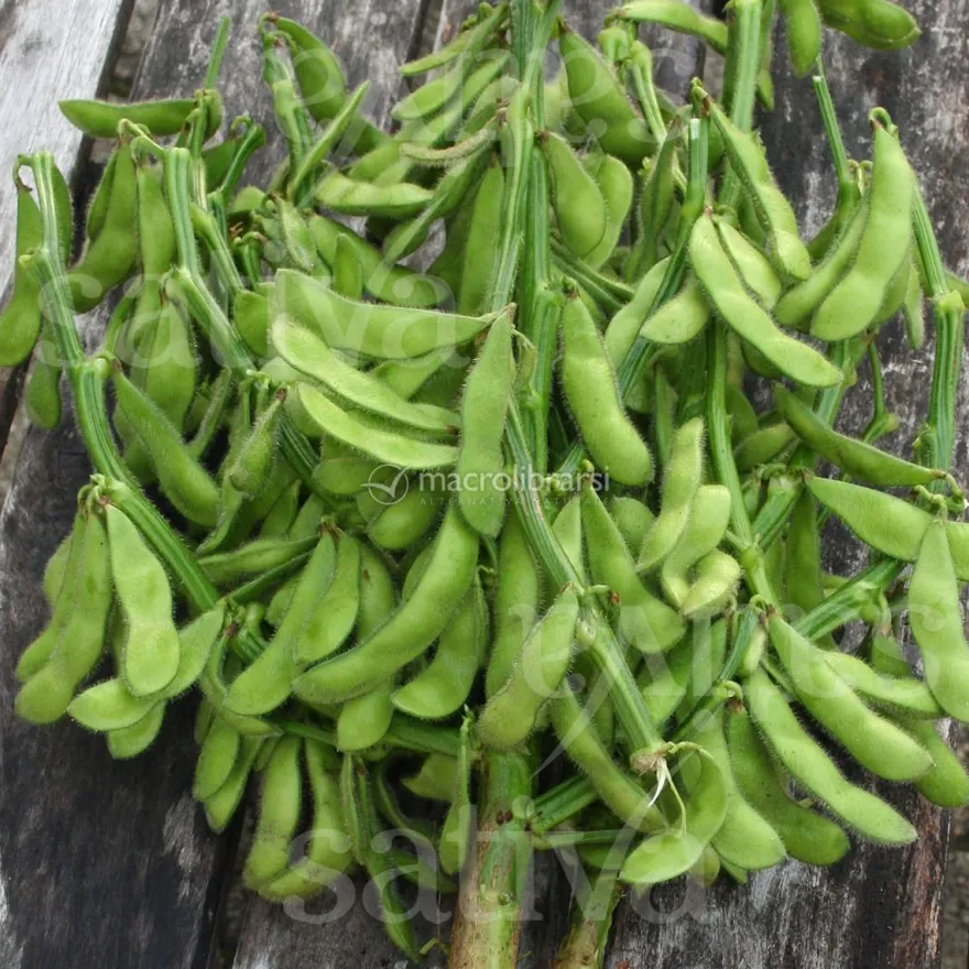 Semi di Soia Edamame Bio - Green Shell