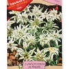 Semi di Stella Alpina - Leontopodium Alpinum