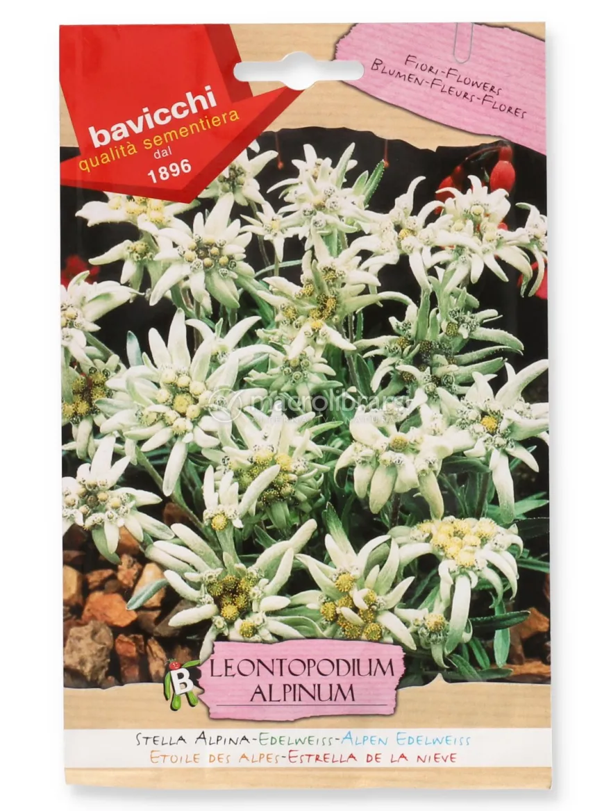 Semi di Stella Alpina - Leontopodium Alpinum