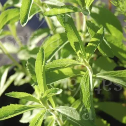 Semi di Stevia - 25 Semi