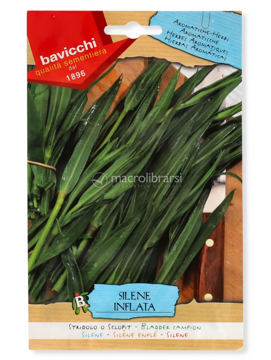 Semi di Stridolo o Sclopit - Silene Inflata