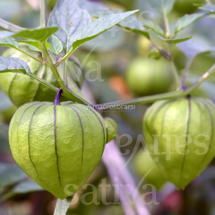 Semi di Tomatillo Purple