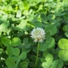Semi di Trifolium Repens - Trifoglio Hebe