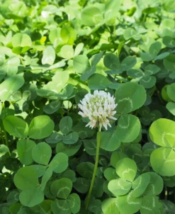 Semi di Trifolium Repens - Trifoglio Hebe