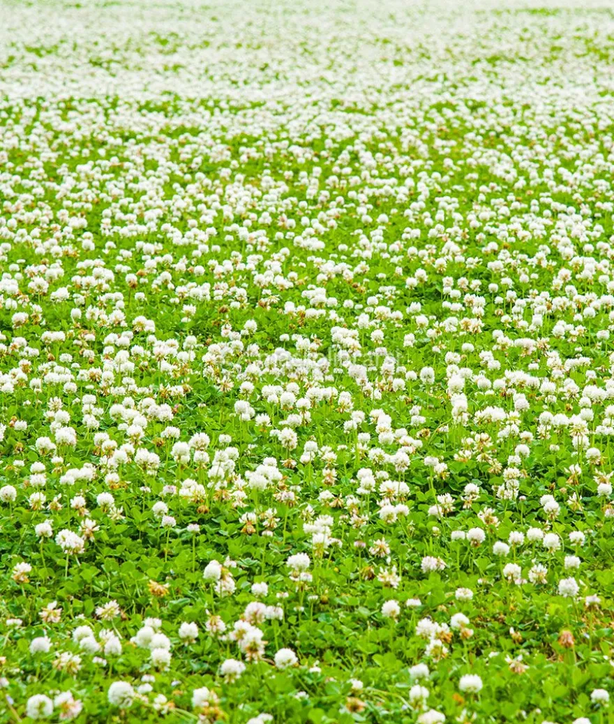 Semi di Trifolium Repens - Trifoglio Hebe