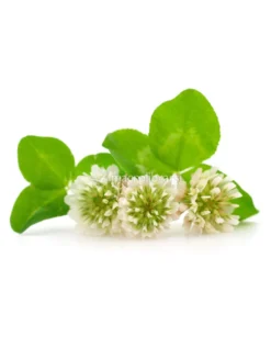 Semi di Trifolium Repens - Trifoglio Hebe