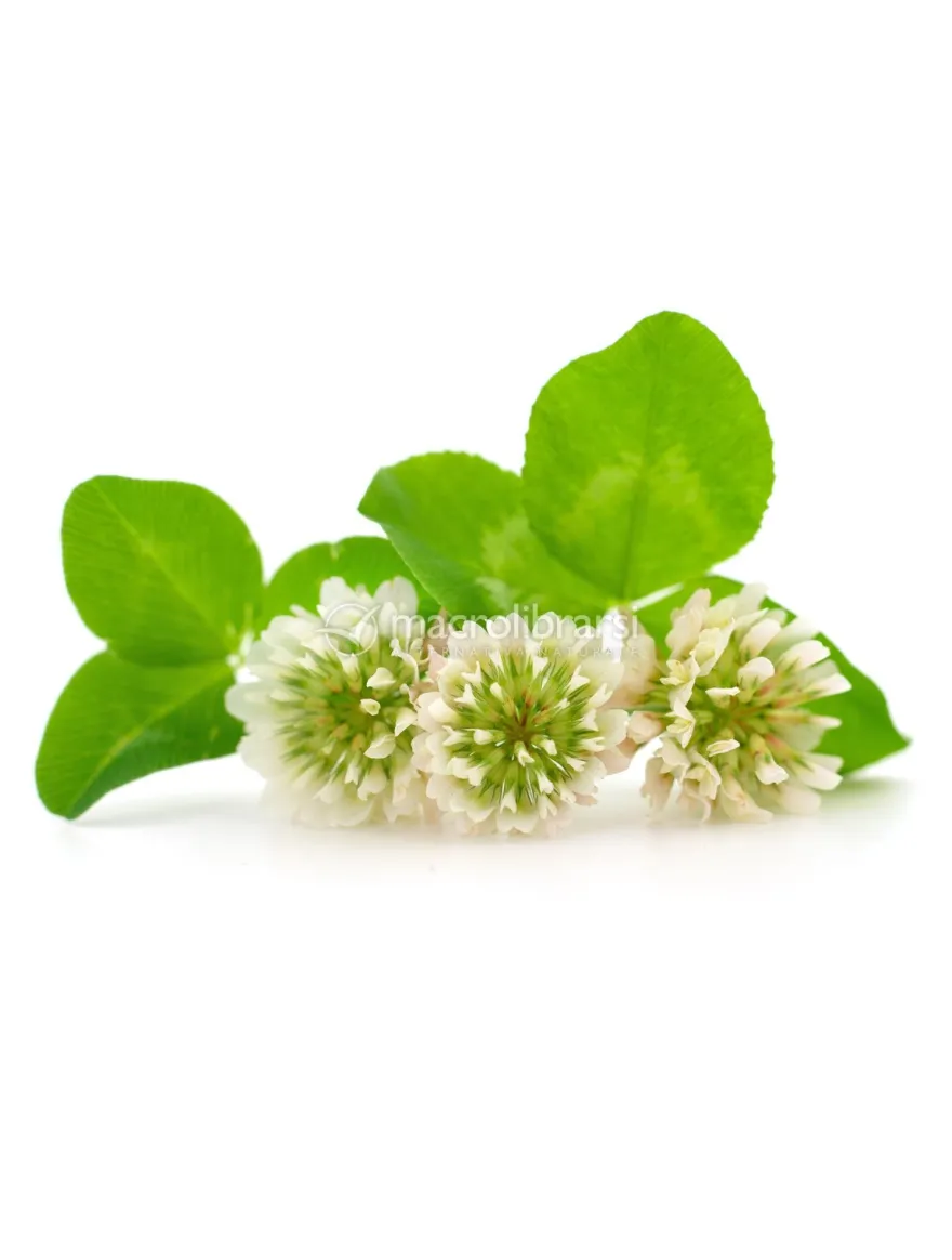Semi di Trifolium Repens - Trifoglio Hebe