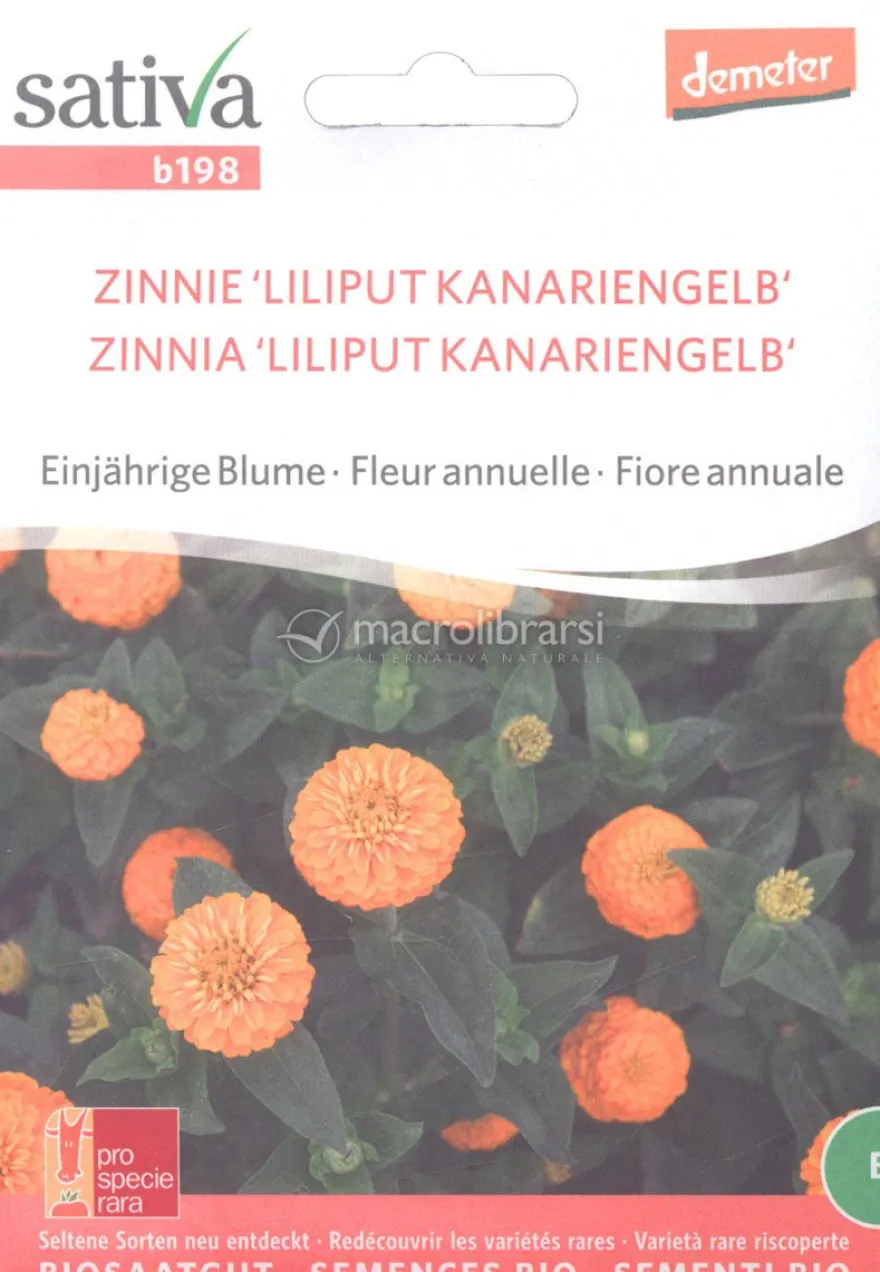 Semi di Zinnia Liliput Kanariengelb