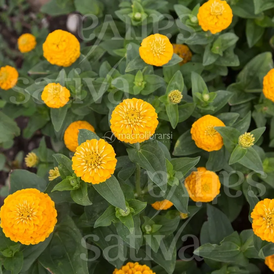 Semi di Zinnia Liliput Kanariengelb