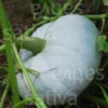 Semi di Zucca Bio - Blu d'Ungheria
