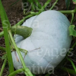 Semi di Zucca Bio - Blu d'Ungheria
