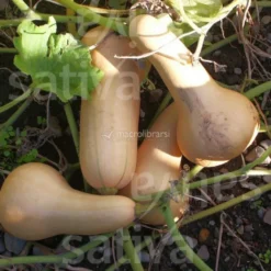 Semi di Zucca Bio - Butternut