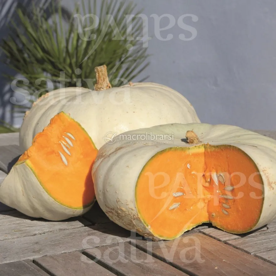 Semi di Zucca - Flat White Boer