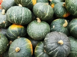 Semi di Zucca Green Hokkaido Bio
