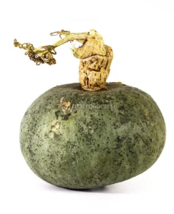 Semi di Zucca Green Hokkaido Bio