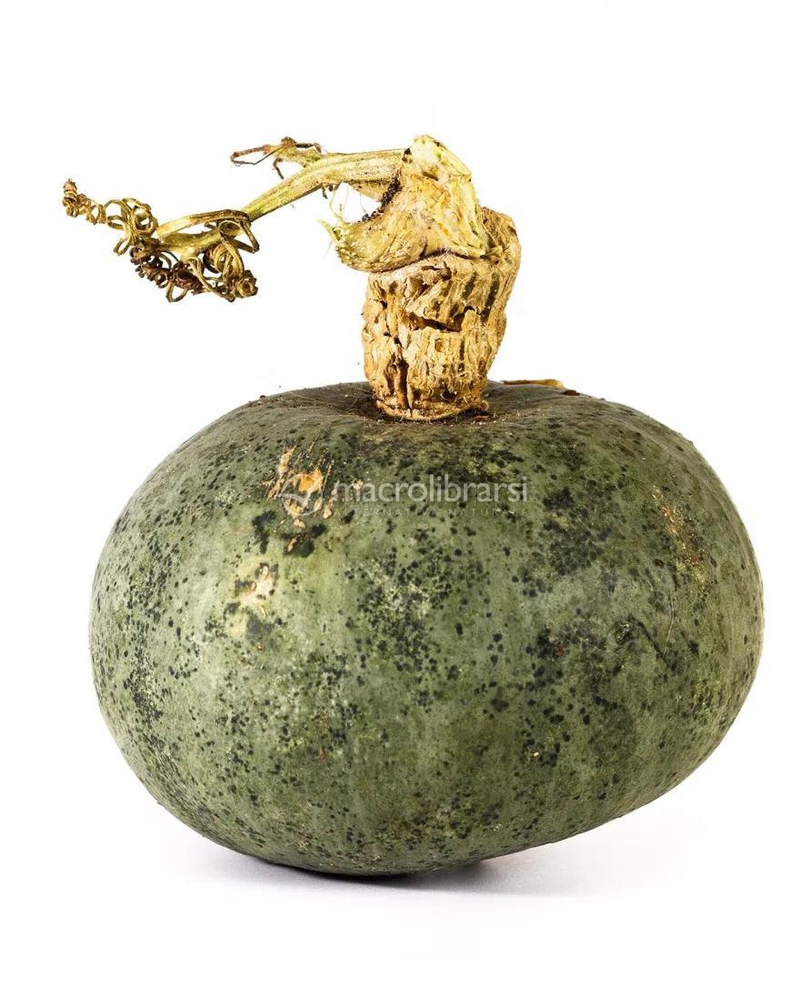 Semi di Zucca Green Hokkaido Bio
