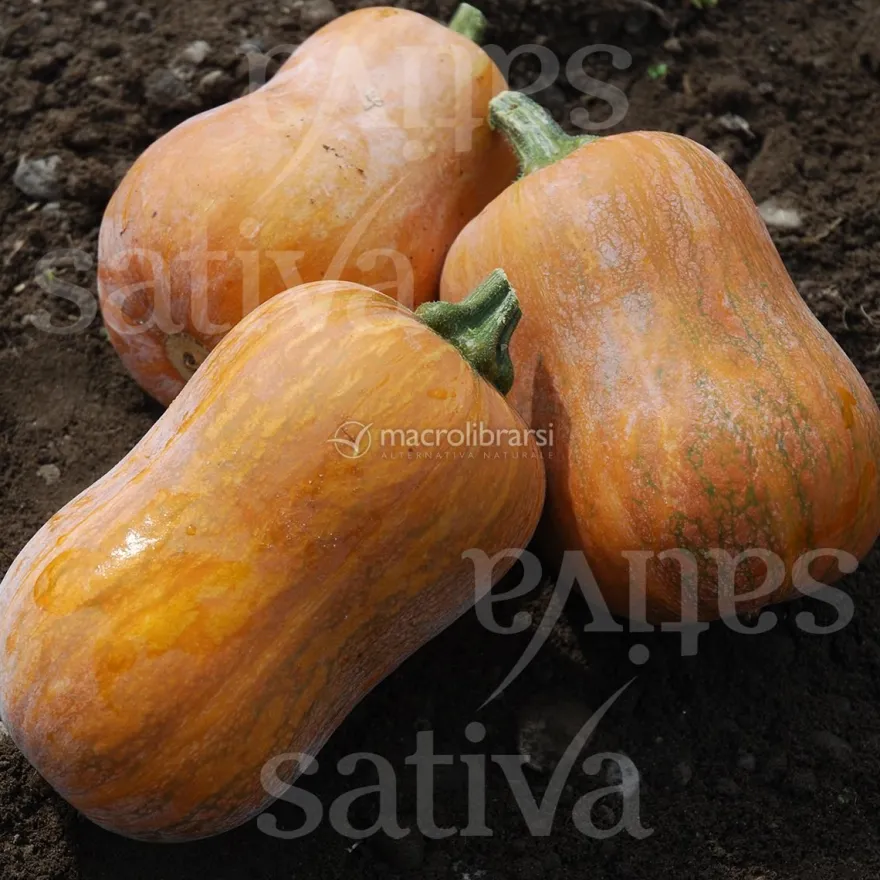 Semi di Zucca - Honeynut