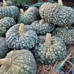 Semi di Zucca Marina di Chioggia