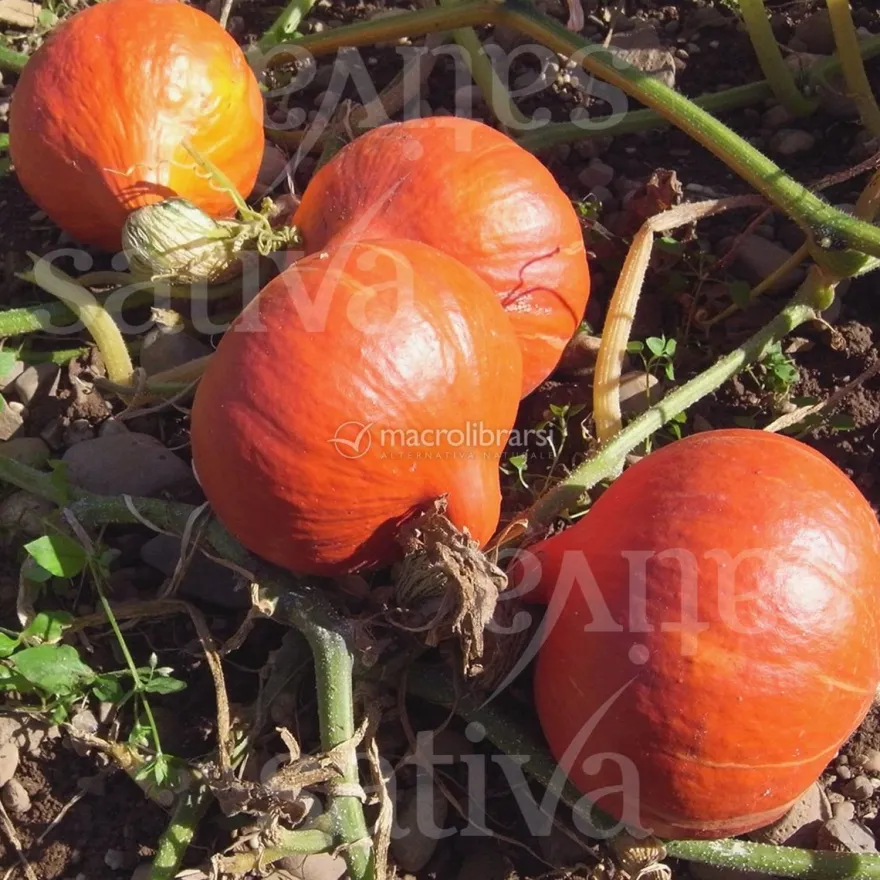 Semi di Zucca - Solor DB