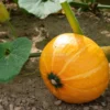 Semi di Zucca Uchiki Kuri