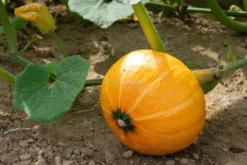 Semi di Zucca Uchiki Kuri