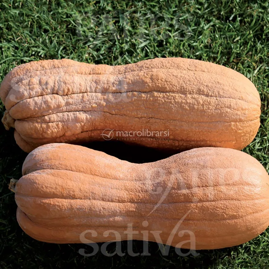 Semi di Zucca - Violina