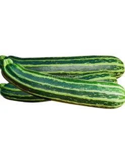 Semi di Zucchino San Pasquale Bio