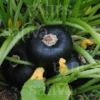 Semi di Zucchino Verde Tondo di Piacenza Bio