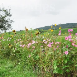 Semi per Giardino Campestre