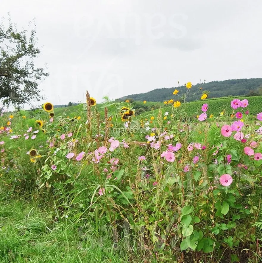 Semi per Giardino Campestre