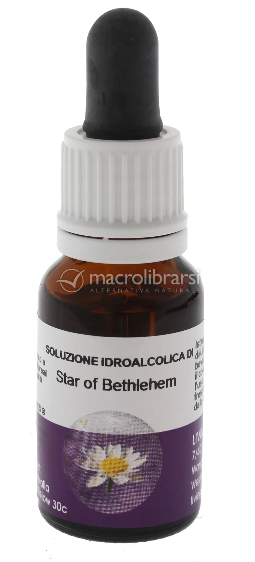 Star of Bethlehem - Fiori australiani