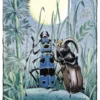 Tarot of the Gnomes - Tarocchi degli Gnomi