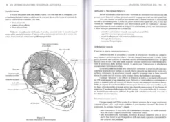 Trauma - Un Approccio Osteopatico