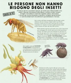 Tutto Quello che Sai sugli Insetti è Sbagliato