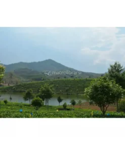 Tè Verde Cinese Bio - Sfuso